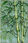stained glass pattern-bamboo