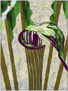 Stained Glass Pattern Jack-In-The-Pulpit
