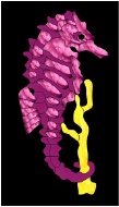 Stained Glass Pattern Seahorse Suncatcher